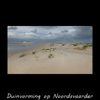 Duinvorming met Biestarwegras op de Noordsvaarder