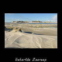 Gekerfde Zeereep aan de Westkust van Terschelling