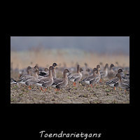 Toendrarietgans, Anser serrirostris