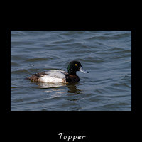 Topper, Aythya marila