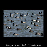 Rustende Toppers op het IJsselmeer