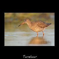 Tureluur, Tringa totanus