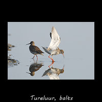 Baltsende Tureluurs