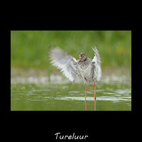 Tureluur, Tringa totanus