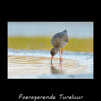 Tureluur foerageren