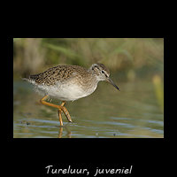 Tureluur, juveniel