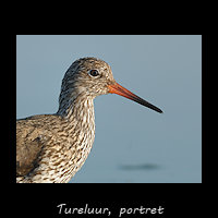 Tureluur, Tringa totanus - portret