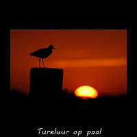 Tureluur op een paal voor de ondergaande Zon