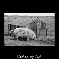 Varken bij een hok ergens in Gaasterland