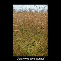 Veenmosrietland, Brandemeer