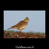 Veldleeuwerik, Alauda arvensis