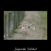 Velduil,  Asio flammeus
