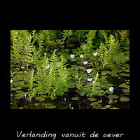 Verlanding vanuit de oever