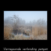 Vergaande verlanding van een Petgat