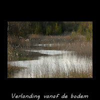 Verlanding met Riet vanaf de bodem