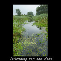 Verlanding van een Sloot