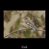 Vink, Fringilla coelebs