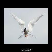 Visdief, Sterna hirundo
