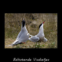 Baltsende Visdiefjes