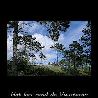 Bos op het Vuurtorenduin