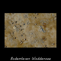 Bodemleven in het slik van de Waddenzee