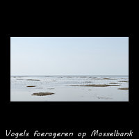 Bonte Strandlopers foerageren op een Mosselbank