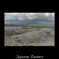 Japanse Oesters