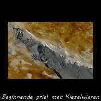 Beginnende priel met Kiezelwieren