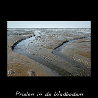 Kleine prielen op het Wad
