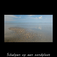 Strandgapers en Kokkels