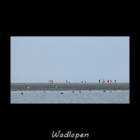 Wadlopen bij Peazens