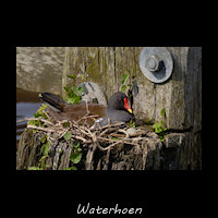 Waterhoen, Gallinula chloropus