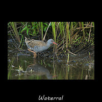 Waterral, Rallus aquaticus