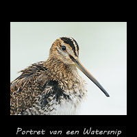 Portret van een Watersnip