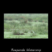 Roepende Watersnip in het broedterritorium
