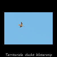 Territoriale vlucht van een Watersnip