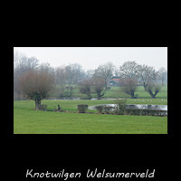 Knotwilgen in het Welsumerveld