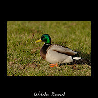 Wilde Eend, Anas platyrhynchos