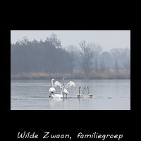 Familiegroep Wilde Zwanen op het ijs