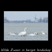 Wilde Zwanen in een berijpt landschap