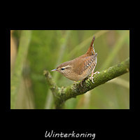 Winterkoning