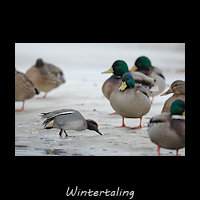 Wintertaling, Anas crecca