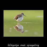 Witgat, Tringa ochropus
