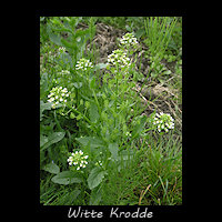 Witte krodde, Thlaspi arvense
