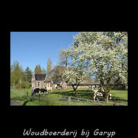 Friese Woudboerderij met koeien onder bloeiende fruitbomen