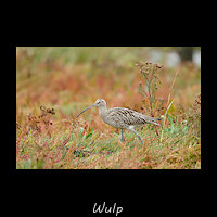 Wulp, Numenius arquata
