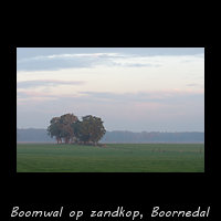 Zandkop met Boomwal