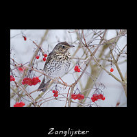 Zanglijster, Turdus philomelos