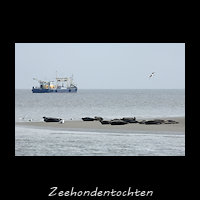 Zeehonden kijken bij Texel
