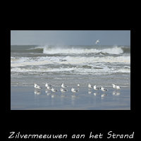 Zilvermeeuwen in de branding aan het strand
